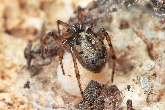 Enoplognatha cf, mandibularis